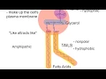 2-19 Lipids - Phospholipids and Steroids
