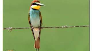 طير اخضر طير مبرقع دندنها
