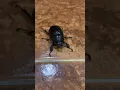 Download Lagu Hissing Dung Beetle 🪲#nature #beetle #wildlife #bugs #creepy #catch #cute #insects #cool
