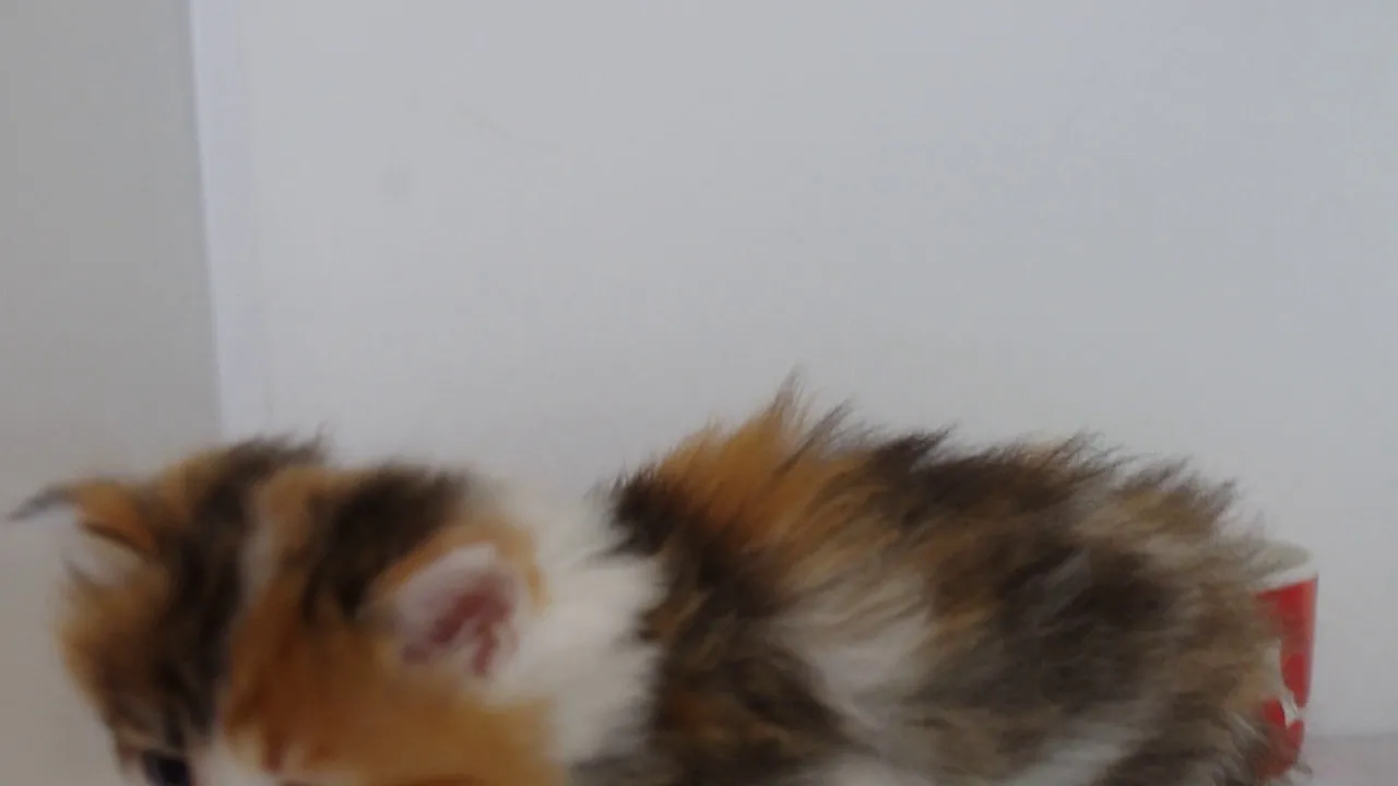 動画