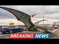 Download Lagu Deskundigen slaan alarm nadat uitgestorven prehistorische vogel op camera is vastgelegd op drukke...