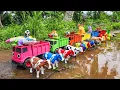 Download Lagu Truk Oleng Angkut Sapi Lucu Warna Warni, Bebek Lucu, Kambing, Ayam, Gajah Lucu, Bebek Angsa, Kerbau