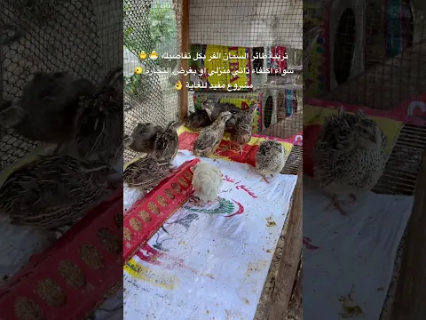تربية طائر السمان الفر بكل تفاصيله🐣 سواء اكتفاء ذاتي منزلي أو بغرض التجارة🐥🕊️ مشروع مفيد للغاية👌