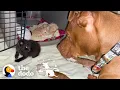 Download Lagu Runt Pittie Puppy Grows Up To Be Obsessed With Kittens | The Dodo Pittie Nation