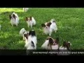Silvermorning s Papillon