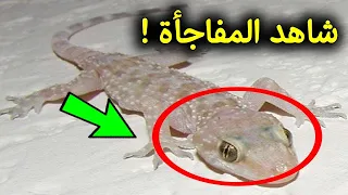 هل تعلم لماذا أمرنا النبي ﷺ بقتل أبوبريص  الوزغ ؟ ستبكى !