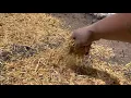 Extreme growth in grass Ez-straw seeding mulch with tack and fast lawn grass seed mixture
