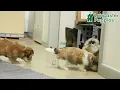 Cute Shorkie Mix Puppies