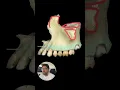 Med School QotD Anatomy of the Maxilla
