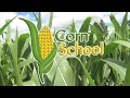 Corn School Planting Depth