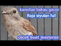 Download Lagu KANCILAN BAKAU SIRAJA SIYULAN GACOR FULL