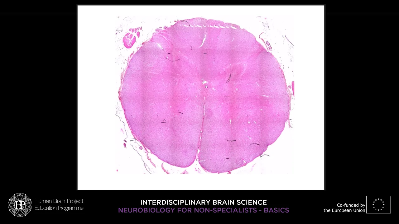 Lecture 6: Lars Klimaschewski - Basic neuroanatomy