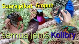 Download SUARA PIKAT SEMUA JENIS BURUNG KOLIBRI | TERBUKTI MP3