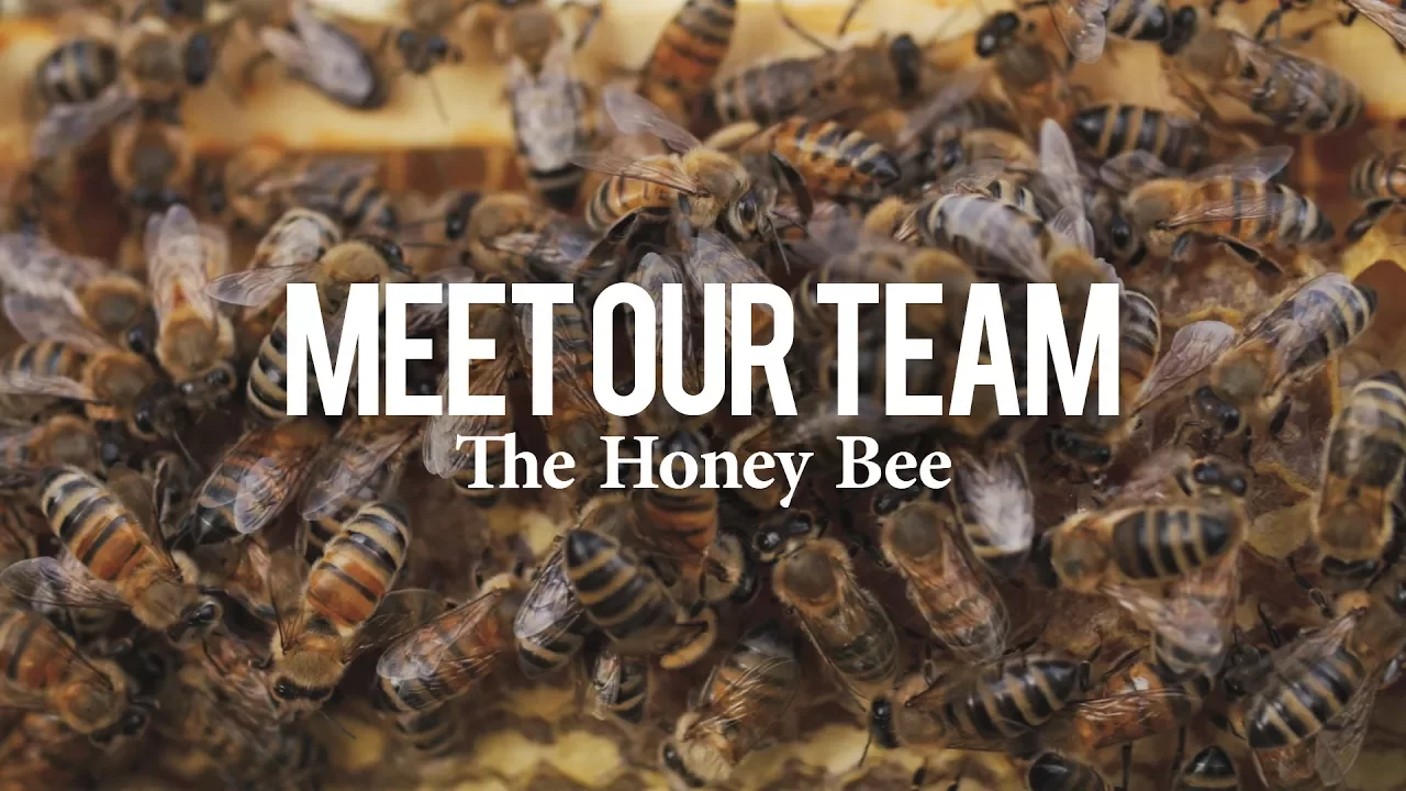 Meet Our Team   The Honey Bee