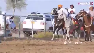 فن محورب الخيل دندنها