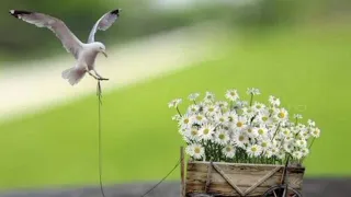 ل ج اج ة ق لب  م ا ي فيق  غ ر ور ه ا   ص ر  د ر   ح داء  أنس بوزيڨة دندنها