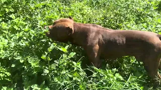 American pitbull hulk #lekthebestkennel