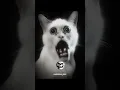 Download Lagu scary cats ☠️💥 | part 2 #scary #cats #viralshorts #kamriyaxxx