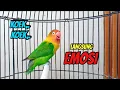 Download Lagu Burung Lovebird NGEKEK PANJANG KOEK KEOK Memancing EMOSI, Sekali Pancing Lovebird Jadi PANAS BUNYI