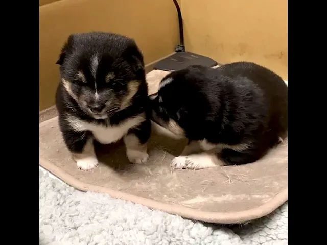 動画
