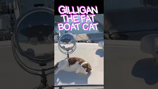 Gilligan the Fat Boat Cat gets Funky🐈‍⬛  #gilliganthefatboatcat #mvnoeta #gatosdelmar