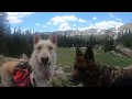 Colorado midland Centennial trail with a siberian husky German Shepherd belgian malinois mix