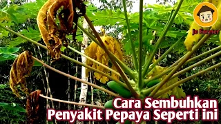 Download Cara  Mengatasi Daun Menguning Pepaya California Cepat Sembuh MP3