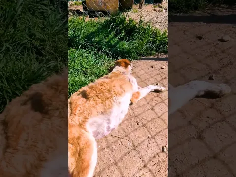 This Dog's Belly Was Filled With Fluid  | Rescue by Manali Strays