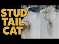 What is stud tail how to clean at home Stud tail cat treatment Stud tail in male cat
