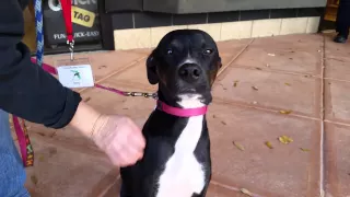 Available for adoption thru Florida Pointer Rescue Zoey whippet mix
