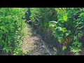 Conditioning my Straw bale Garden