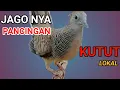 Download Lagu PUTAR INI DI MALAM HARI‼️ perkutut jadi kuat mental.