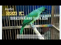 Download Lagu NEW!!! MASTERAN CUCAK IJO PILIHAN JURI SENASIONAL JUARA NO. 1 FULL ISIAN JERNIH #cucakijo #juara