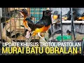 Download Lagu TERCIDUK ! KIOS BURUNG PENUH MURAI BATU DI PINGGIR JALAN RAYA PASAR BURUNG PRAMUKA LEWAT DULU YA