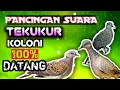Download Lagu PANCINGAN PEMANGGIL SUARA BURUNG TEKUKUR KOLONI  AMPUH, paling JERNIH mengundang tekukur berdatangan