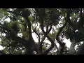 TWIGY(AN-CHO-VY～百鬼夜行～) remix UPA