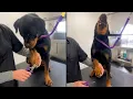 Dramatic Dog Screams Over Nail Clippers