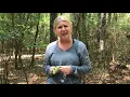 Visit to a Temperate Deciduous Forest - the Woodlands