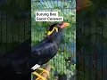 Download Lagu Suara Burung Beo Gacor #shorts