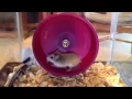10 Hours Richard the Hamster in his Hamster Wheel 1080 SlowTV