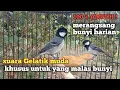 Lagu suara gelatik muda khusus untuk merangsang bunyi harian 100 % ampuh untuk pancingan gelatik batu