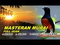Lagu 🔴 LIVE 19 - Masteran Murai Batu Pagi Hari Full Isian Tembakan kasar Murai Apapun Pasti Nyaut
