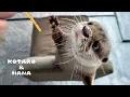 Download Lagu Otters Chow Down on Their Top 3 Snacks