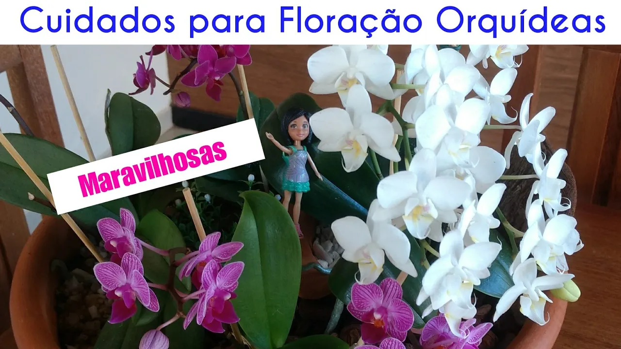 CUIDADOS BÁSICOS PARA FLORAÇÃO ORQUÍDEAS PHALAENÓPSIS EM VASO