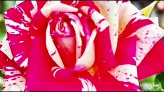 رولا قادري الي هنا الله يسهلك 