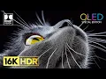 Download Lagu Amazing OLED Demo - 16K HDR Dolby Vision (120 FPS Video)