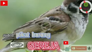 Download suara pikat burung GEREJA terbaru//Pipit gereja gacor abis MP3