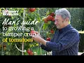 Download Lagu Caring for tomatoes