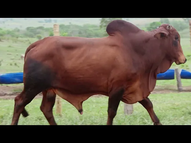 Touro Sindi RAJT - 2670