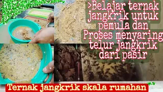 cara paling mudah budidaya jangkrik bagi pemula skala rumahan